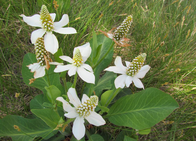 Yerba Mansa